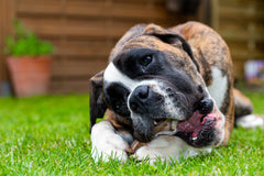 Mouthfuls Pet Store gallery